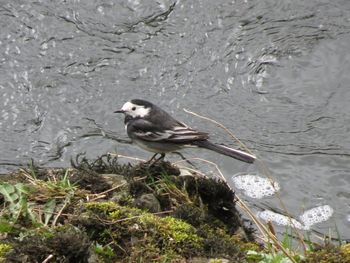 High angle view of a swimming in water