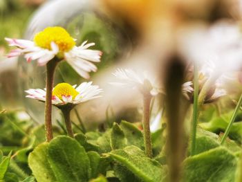 Close-up of white flowering plants