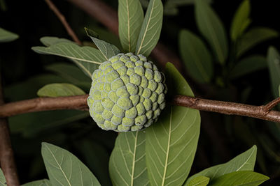 Close-up of pineapple