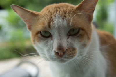 Close-up portrait of cat