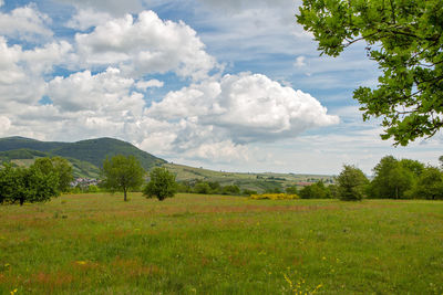 Scenic view of field against sky