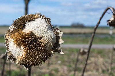 Close-up of wilted flower on field against sky