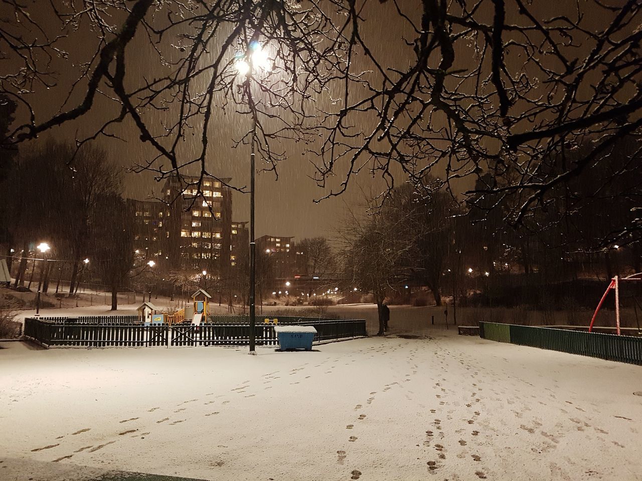 VIEW OF BARE TREES AT NIGHT