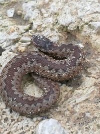 Close-up of lizard