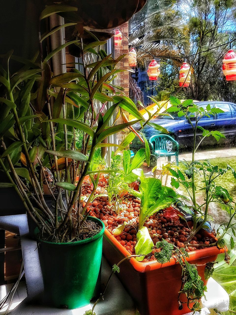 CLOSE-UP OF POTTED PLANTS