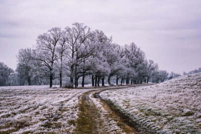 Trees on field against sky