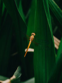 Close-up of insect on leaf