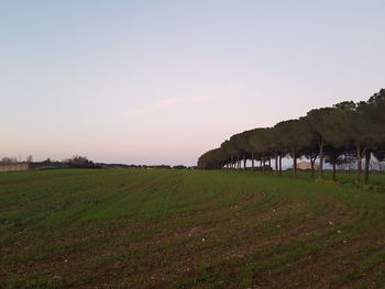 Scenic view of field against clear sky