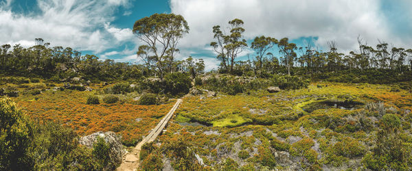 Panoramic view of trees on landscape against sky