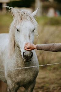 Close-up of a horse