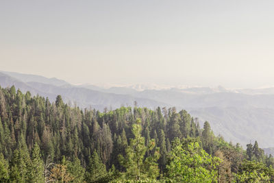 Panoramic view of trees on landscape against sky