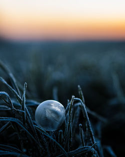 Close-up of shell on field during sunset