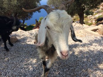 Close-up portrait of a goat