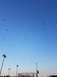 Low angle view of silhouette birds flying against clear blue sky