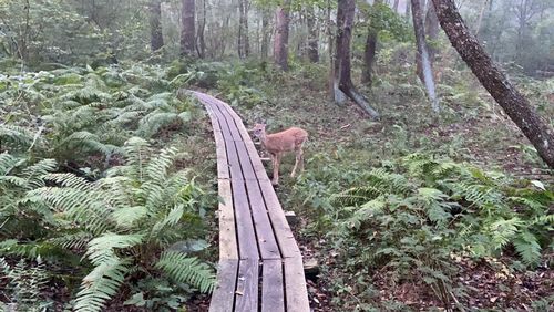 View of an animal on land