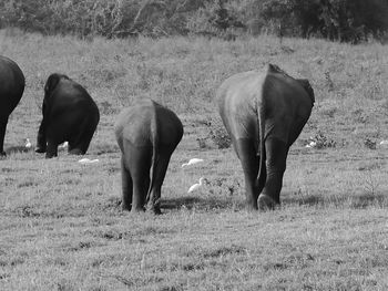 Horses grazing in field