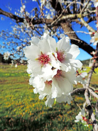 Close-up of white cherry blossom tree