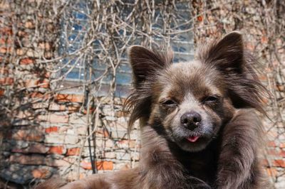 Portrait of puppy sitting outdoors