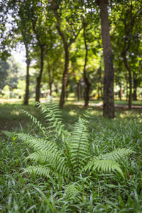 Trees growing in forest