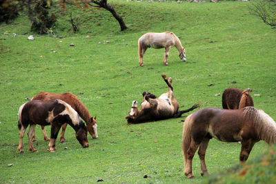 Horses grazing in a field