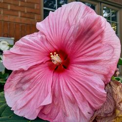 Close-up of pink hibiscus blooming outdoors