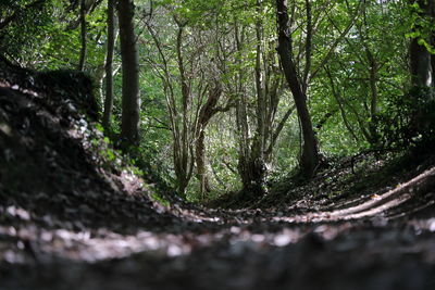 Surface level of trees growing in forest