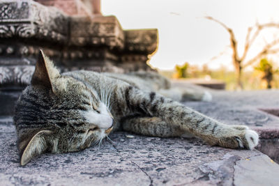 Close-up of a sleeping cat