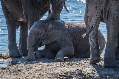 African elephant at waterhole in forest