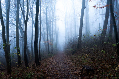 Trees in forest during autumn