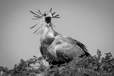 Mono secretary bird in tree opens mouth