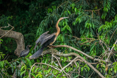 African darter at nile river