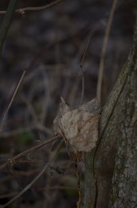 Close-up of lizard on branch