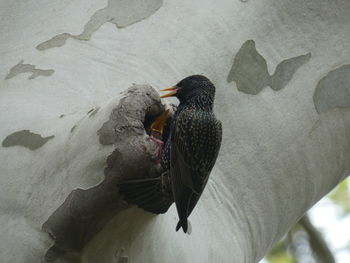 High angle view of bird perching on rock