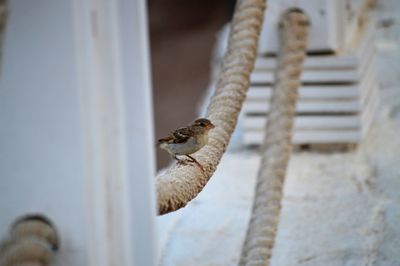 Close-up of a bird on a rope
