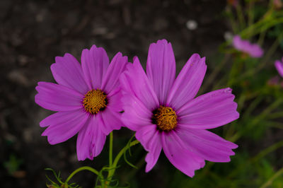 Close-up of pink cosmos flower