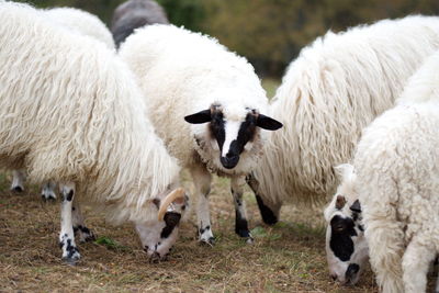 View of sheep on the land