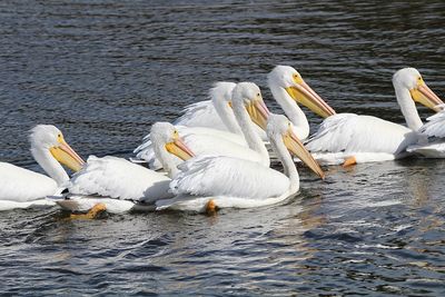 White swans swimming in lake