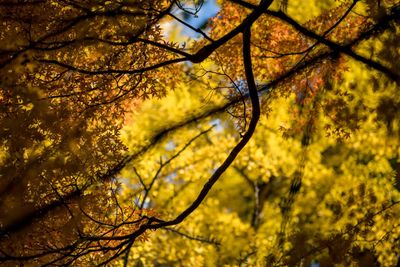 Low angle view of autumn tree