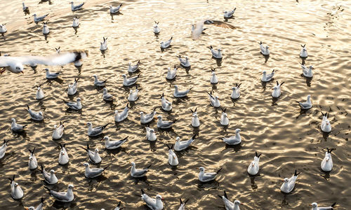 High angle view of seagulls on land