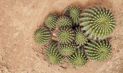 High angle view of succulent plant on field