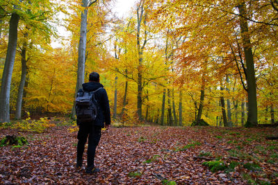 Rear view of man walking in forest during autumn