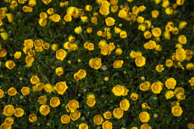 Close-up of yellow flowering plants