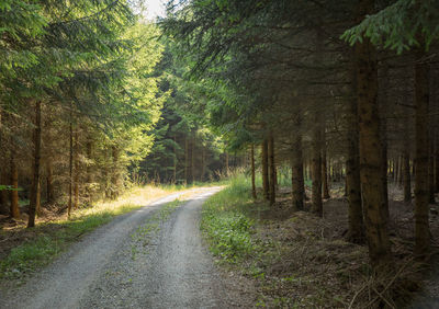 Dirt road amidst trees in forest