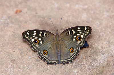 Close-up of butterfly on the ground