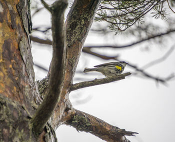 Low angle view of bird perching on tree