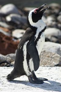 High angle view of penguin