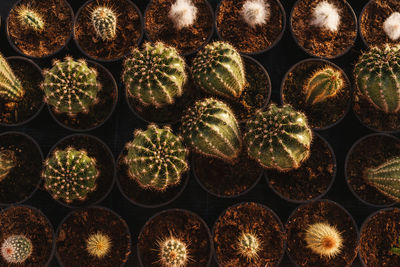 Full frame shot of cactus