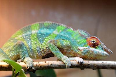 Close-up of lizard on branch