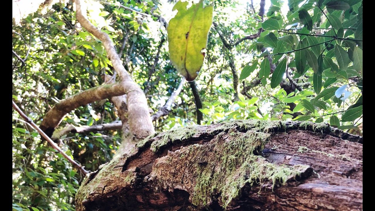 VIEW OF A TREE