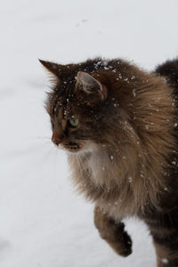 Close-up of a cat looking away